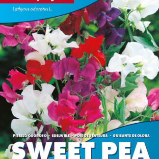 Eden Project Mixed Sweet Peas